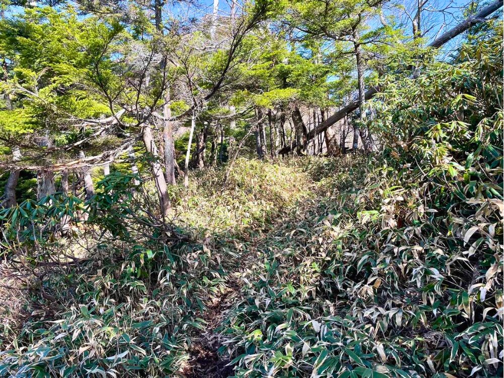 笹の登山道