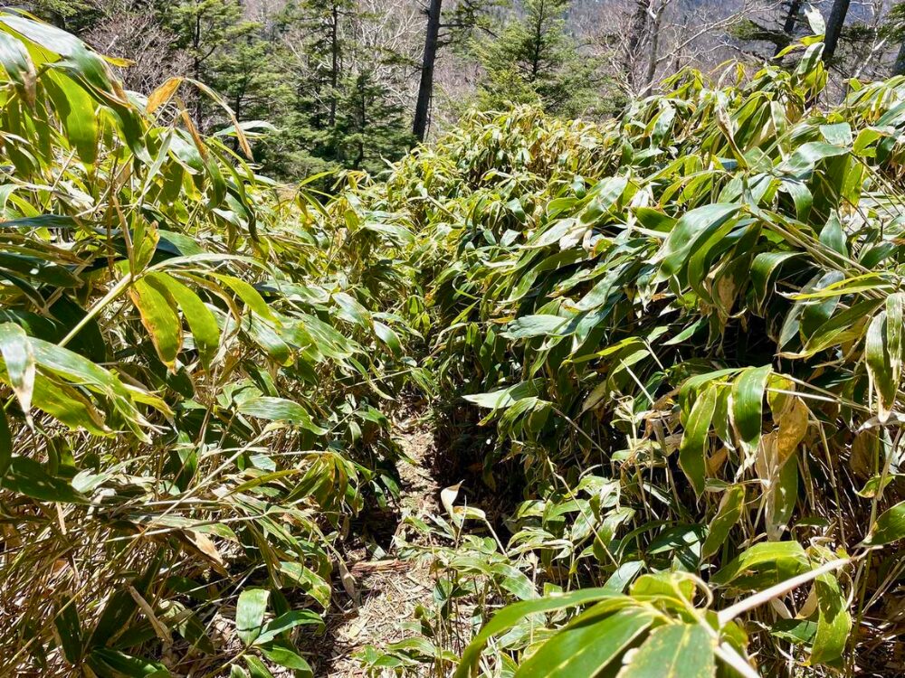 背の高い笹の登山道